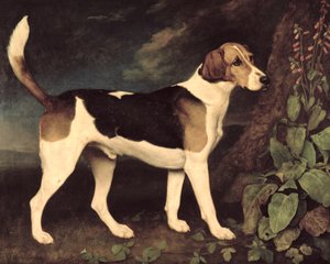 Ringwood, Brocklesby Foxhound, 1792